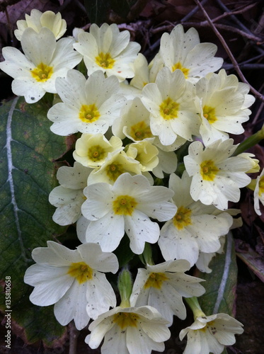 Primeln im Frühling © Silvia