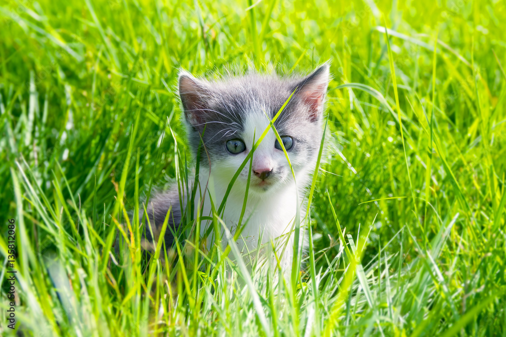 Small charming kitten in the green grass on sunny day