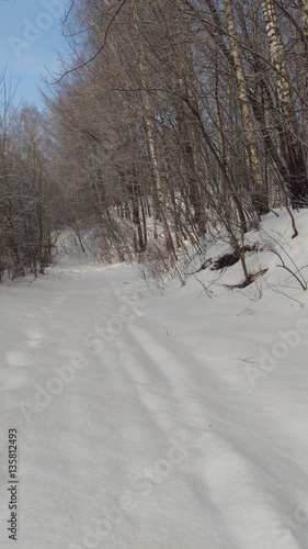 Winter in forest