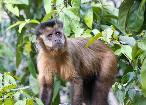Capuchin monkey (adult female) at Serra da Capivara