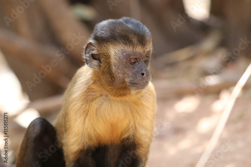 Capuchin monkey (adult male) at Serra da Capivara photo