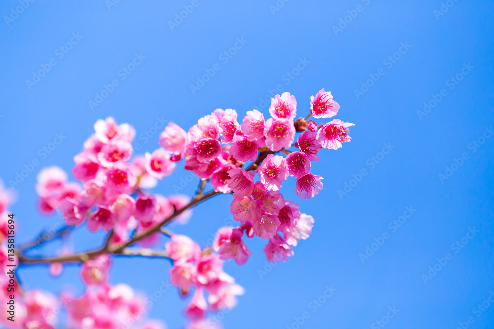 Soft focus Cherry blossoms or Sakura flower on nature blue sky b