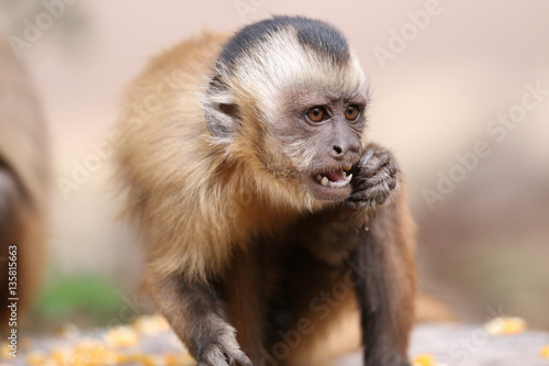 Capuchin monkey (juvenile male) at Serra da Capivara © Tiago