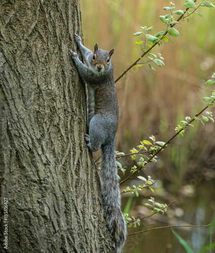 Grey Squirrel © Colin