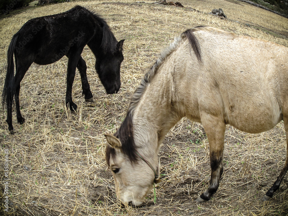 Two Horses Eating Grass