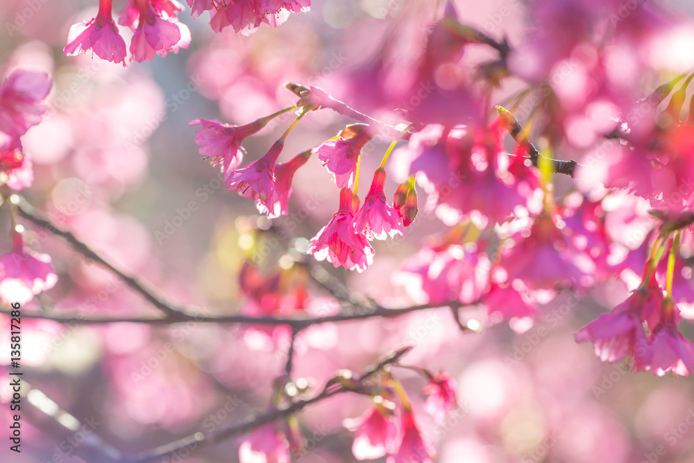 Soft focus Cherry blossoms or Sakura flower on nature background Soft focus Cherry blossoms or Sakura flower on nature background
