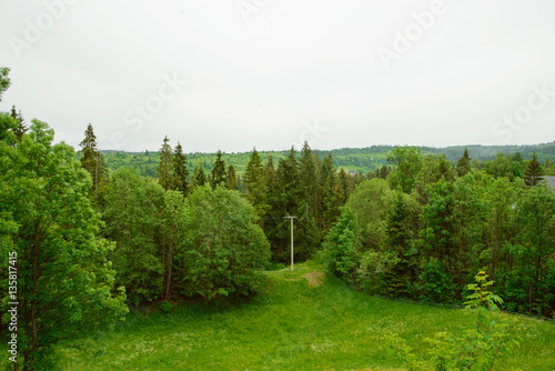 summer forest in mountain