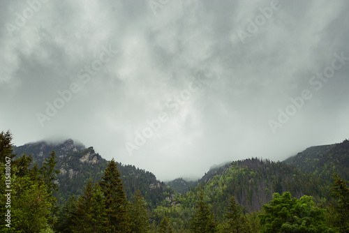 Beautiful pine trees on background high mountains