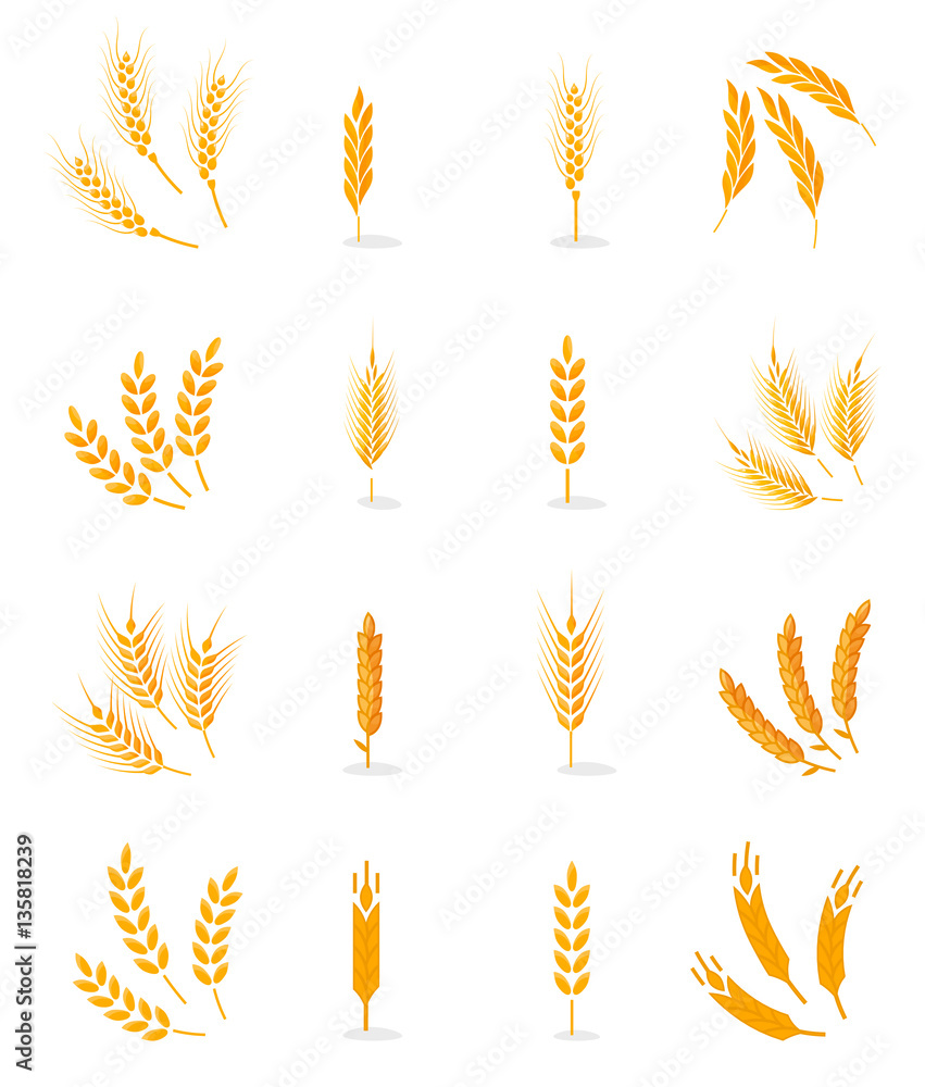 Obraz premium Wheat isolated on white background.