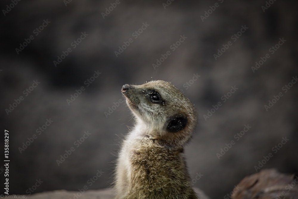 Fototapeta premium Meerkat Youngster