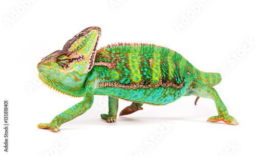 Veiled chameleon (chamaeleo calyptratus) smilling, close-up. © Lukas Gojda