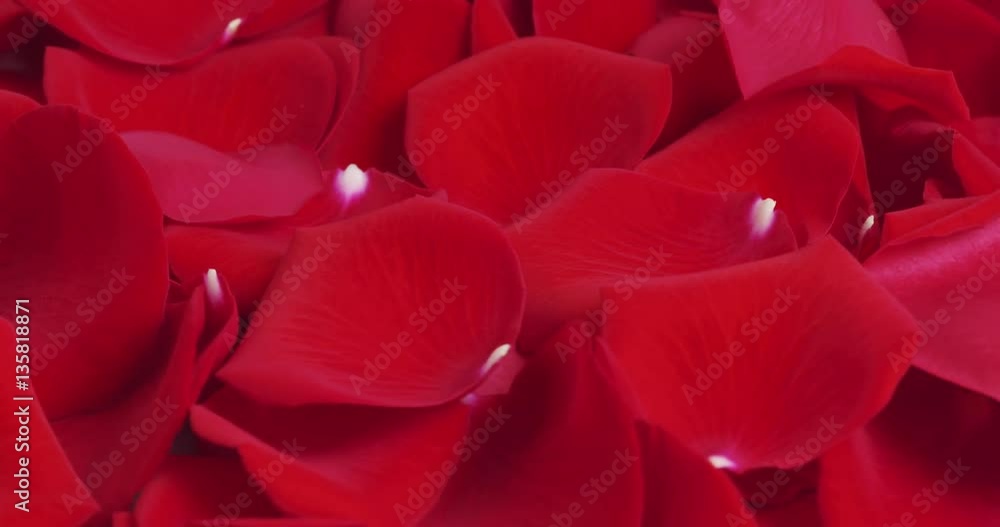 red rose petals rotating background loopable, 4k prores footage red rose petals rotating background loopable, 4k prores footage