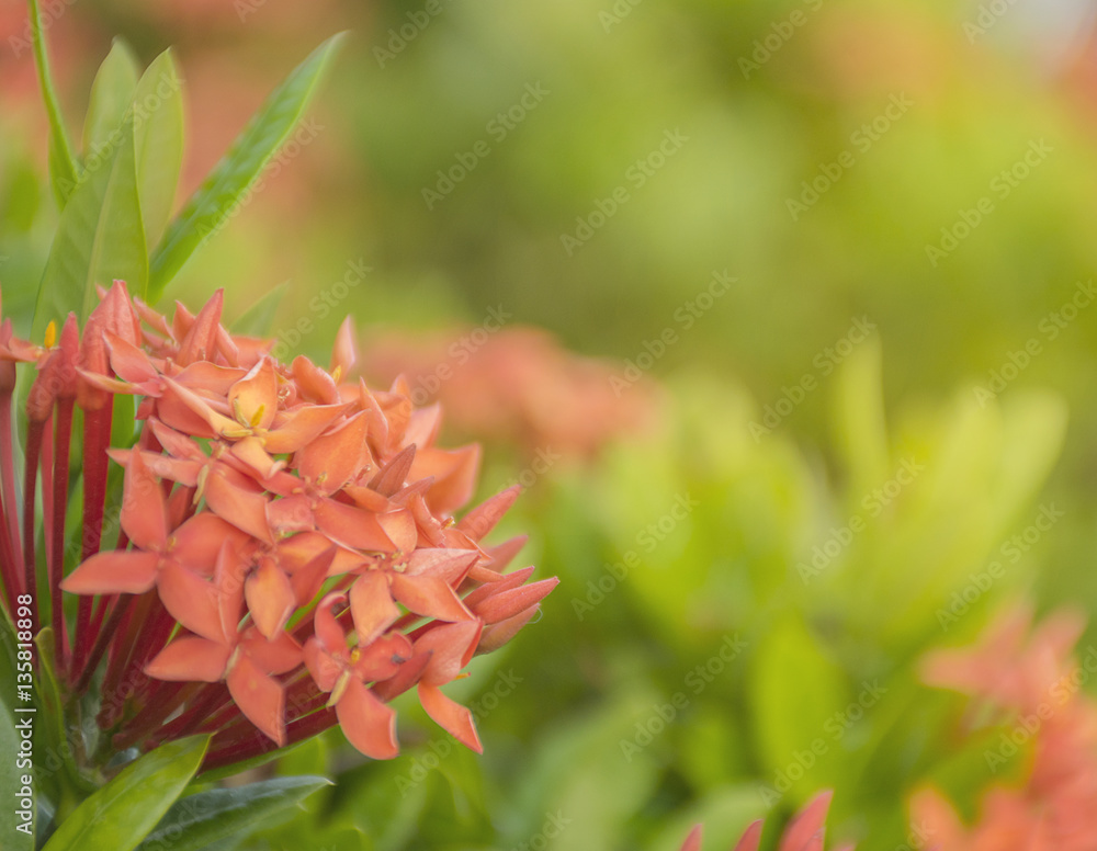 red flower. Ixora Rubiaceae stricta flora in Thailand. red flower. Ixora Rubiaceae stricta flora in Thailand.