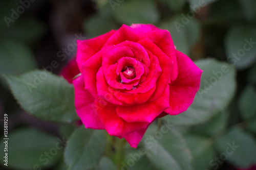 big red rose with blur background