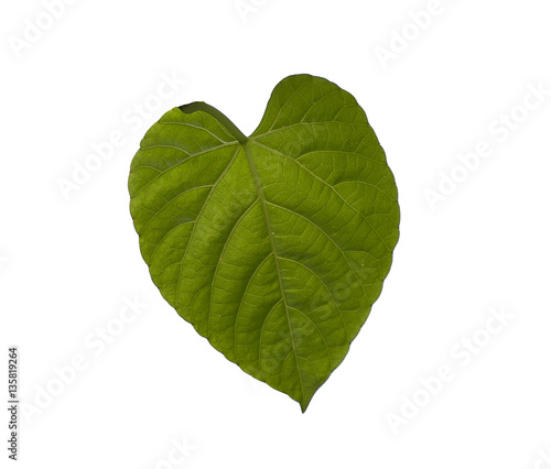 isolate Green Heart Leaf shape for Valentine s Day  wedding with white background. Abstract of love concept.