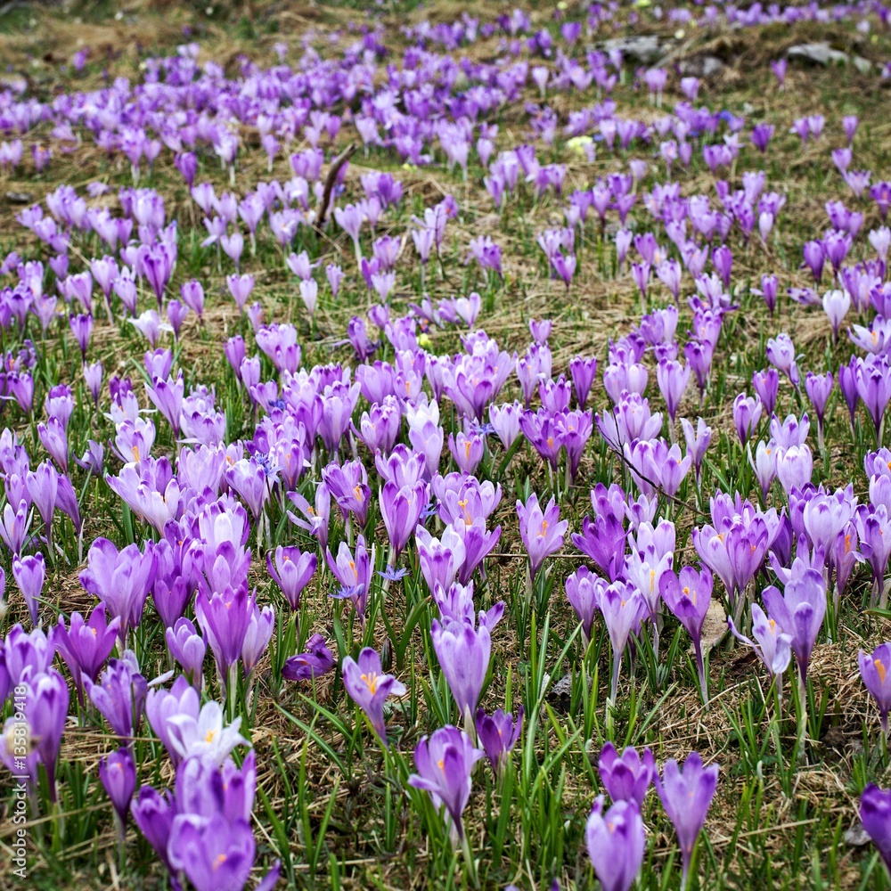 mountain meadow in spring, covered with many crocus flowers
mountain meadow in spring, covered with many crocus flowers