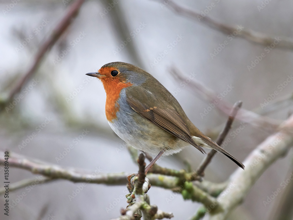 European robin (Erithacus rubecula) European robin (Erithacus rubecula)