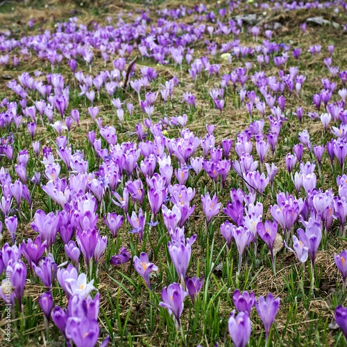 mountain meadow in spring, covered with many crocus flowers 