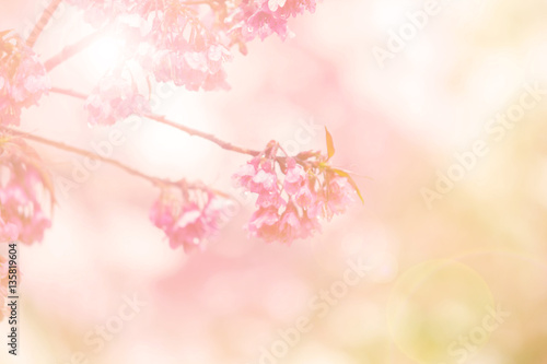 Abstract blur and soft of sweet Thai sakura branch for a sweet background © aaa187