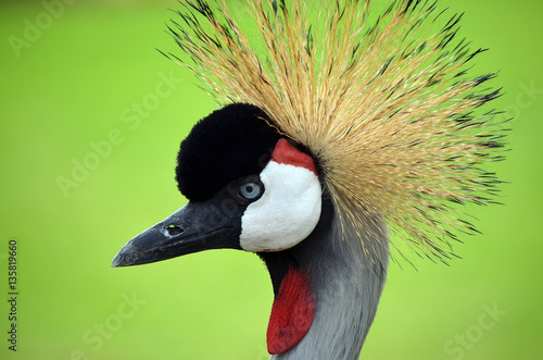 Crested crane