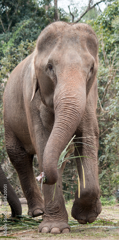 Fototapeta premium elephant camp