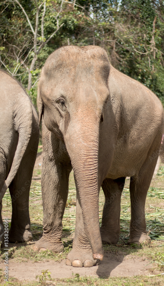 Fototapeta premium elephant camp