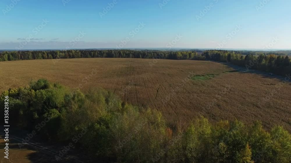 4K. Flight above ripe corn field, which ready for harvesting, aerial view. 4K. Flight above ripe corn field, which ready for harvesting, aerial view.