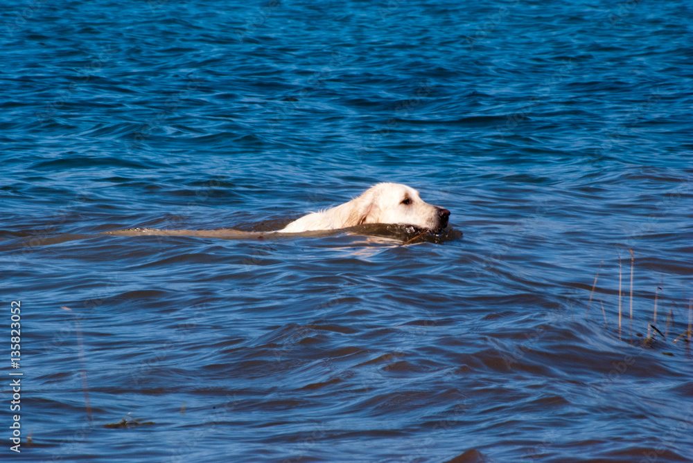 Fototapeta premium Cane che nuota