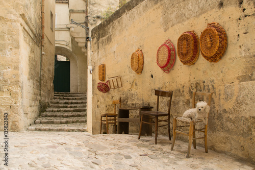 dog in matera