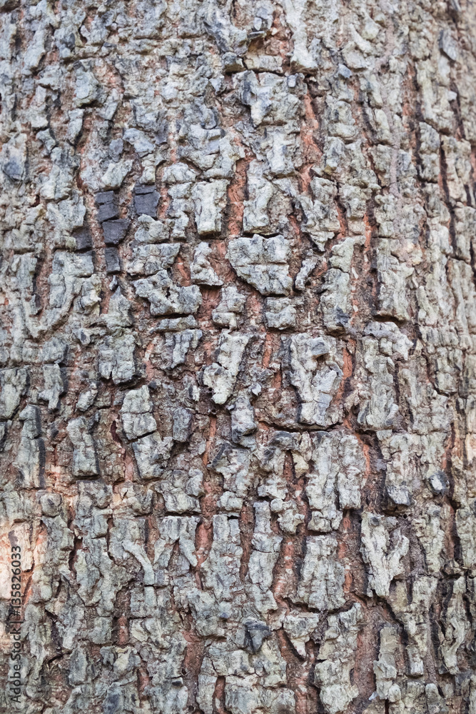 wood tree bark texture for background backdrop use