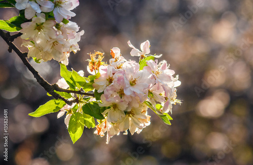 flowers of apple tree on a bulr background photo