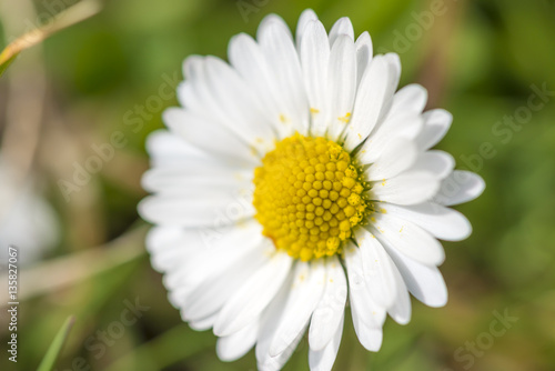 close up of a daisy  Bellis perennis  on green grass in spring