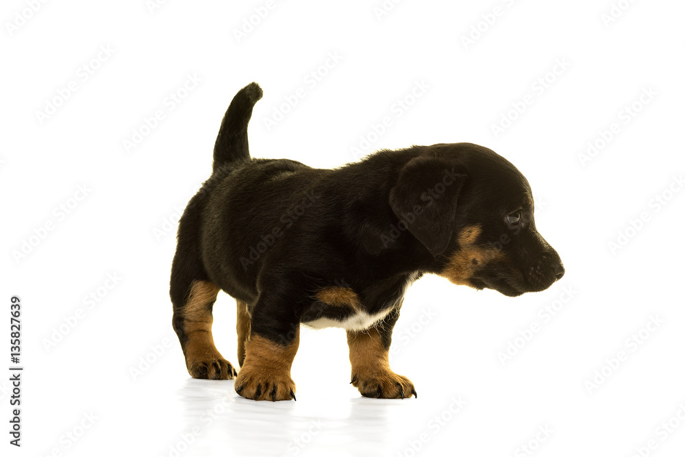 Fototapeta premium Jack Russel puppy isolated in white background