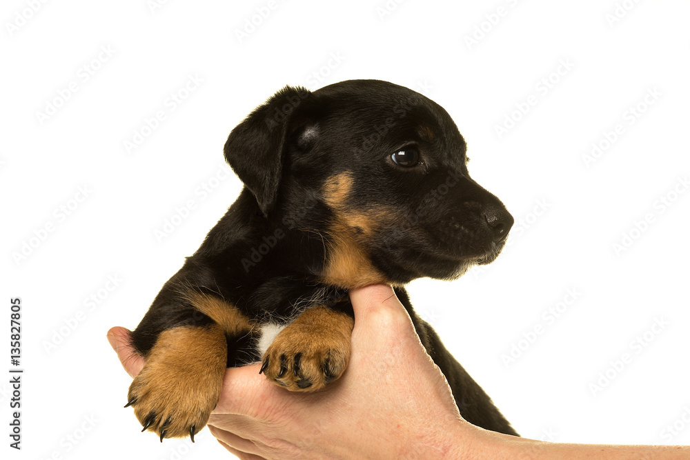 Fototapeta premium Jack Russel puppy isolated in white background