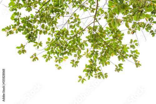 Ivy colorful tree leaf on white isolate background 