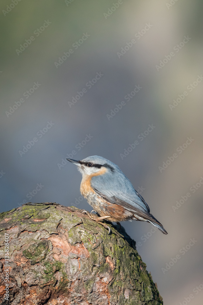 The Eurasian nuthatch or wood nuthatch (Sitta europaea) sitting on the branch in a winter time. The Eurasian nuthatch or wood nuthatch (Sitta europaea) sitting on the branch in a winter time.
