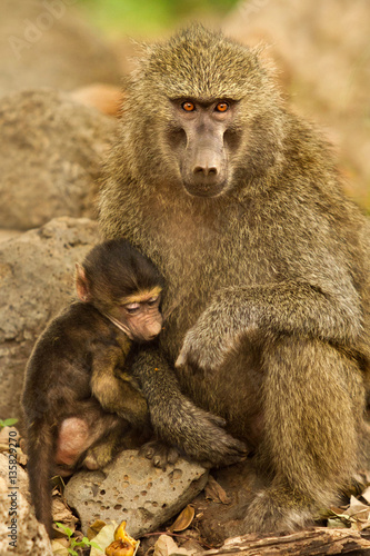 Monkey mom and her baby