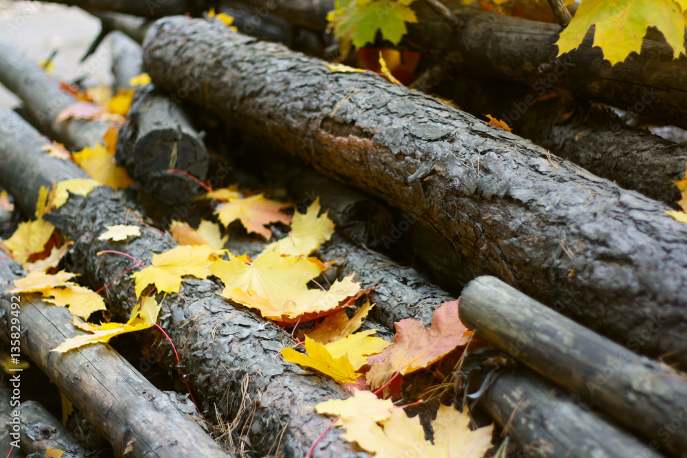 Fototapeta premium leaf fall