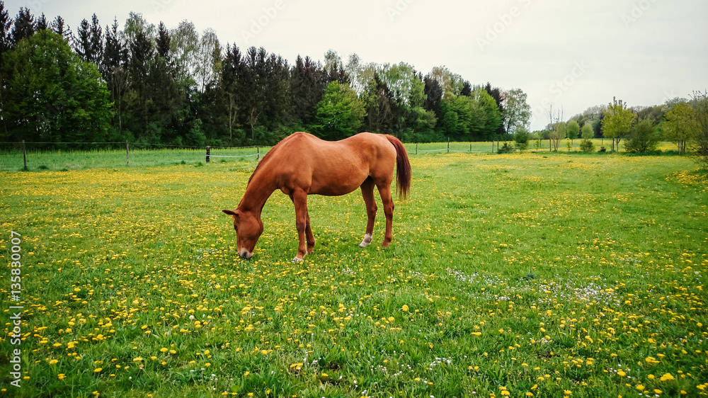 Red brown horse outside on the meadow Red brown horse outside on the meadow