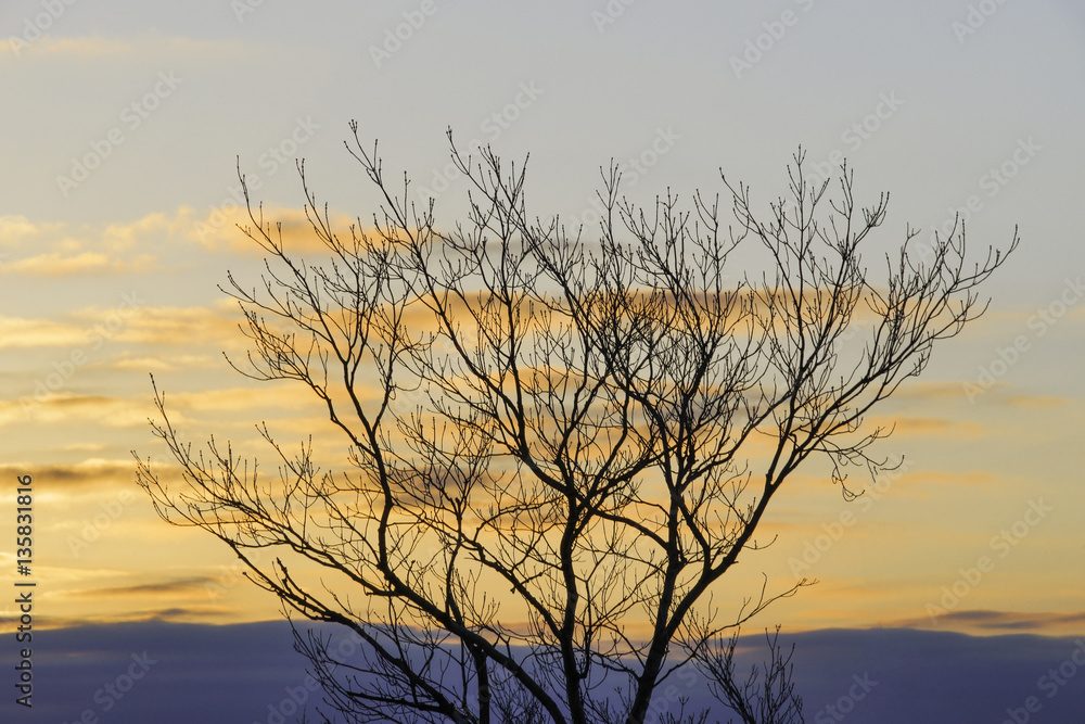 Obraz premium Winter tree silhouetted against golden sunrise sky eary morning