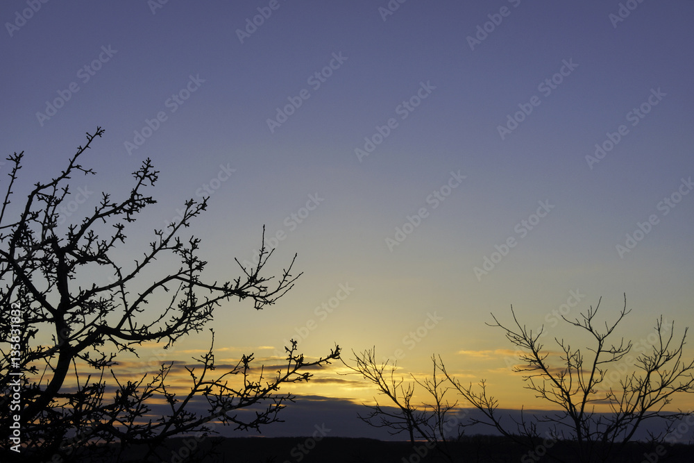 Winter trees silhouetted, light blue and gold sky before sunrise Winter trees silhouetted, light blue and gold sky before sunrise