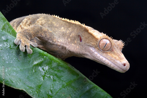 New Caledonian Gecko