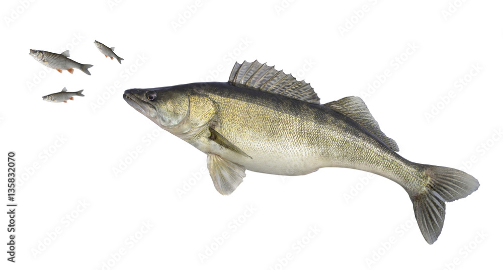 Big zander isolated on white. Fish attacks of small fish Big zander isolated on white. Fish attacks of small fish
