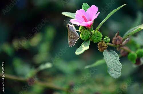 Canvastavla papillon et fleur sauvage