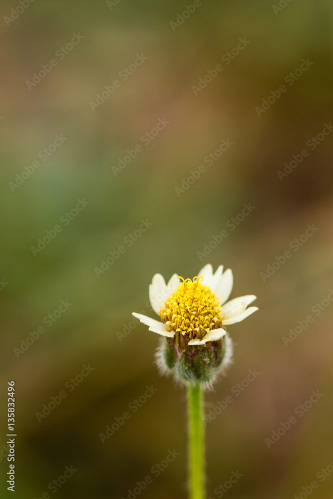 Obraz premium Grass flower with blurry background