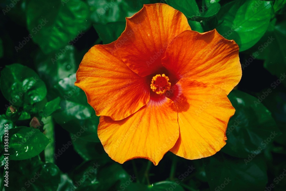 shoe flower,China rose,Hibiscus