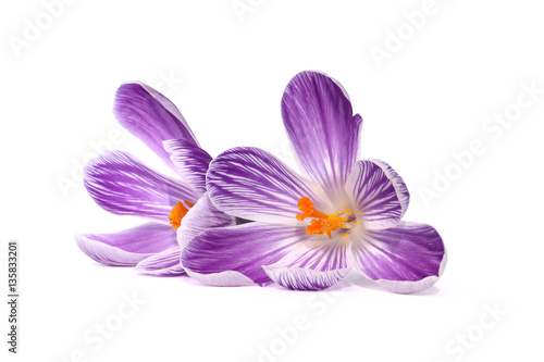 Fleurs de crocus blanc et violet