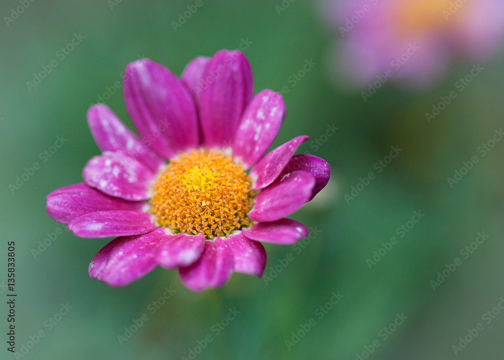 Gänseblümchen in pink