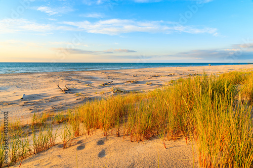 Grass on sand dune in sunset golden colors  on Leba beach  Baltic Sea  Poland