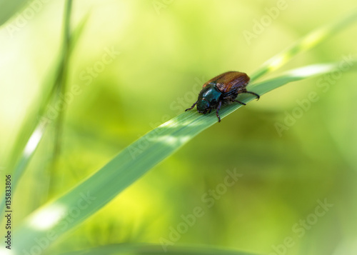 Brauner Käfer auf Grashalm